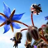 Edible flower borage growing plant