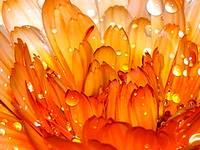 photo of a closeup of edible flower calendula petals with dew drops