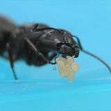 photo of a carpenter ant taking care of its egg