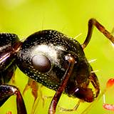 photo of a close-up of a carpenter ant 