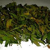 photo of organic catnip leaves drying to make catnip tea