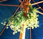 photo of bundles of incredible chamomile hanging upside down for drying