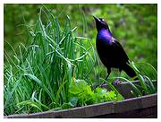 photo of a blackbird sitting on the edge of an herb garden