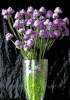 photo of a bouquet of lavender chives arranged in a glass vase