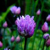 chives growing in garden