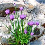 chives growning wild between rocks