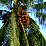 view of a coconut tree home remedy for chronic diarrhea