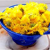 photo of a cup full of dandelion blossoms all ready to make dandelion tea