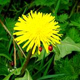 photo of two ladybugs sitting on a wild dandelion blossom perfect plant to make dandelion tea