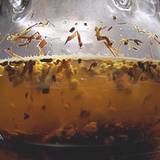 photo of glass tea pot filled with an herbal decoction