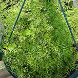 Huge straw bowl filled with dill edible flowers