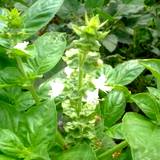 A crop of Basil a favorite spice and edible flowers