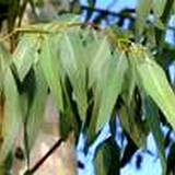 photo of a eucalyptus tree