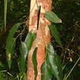 photo of eucalyptus tree & leaves
