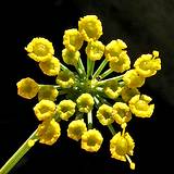 photo of medicinal herb fennel blooms