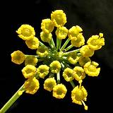 photo of a fennel plant a good natural source to relieve flatulence