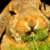 photo of a big brown rabbit munching on fennel