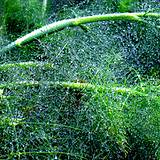 photo of fresh fennel stalks in garden a natural remedy for stomach pain