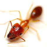 photo of a fire ant close-up