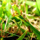 photo of fire ants nest in the grass