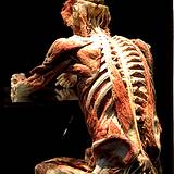 photo of a skeleton of a full body