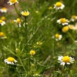 photo of a field of German chamomile makes the best medicinal chamomile tea