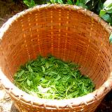 photo of a basket with green tea leaves in the bottom
