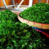 photo of piles of green tea leaves