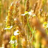 field of camomile and wheat headache remedies