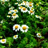 feverfew is one of the headache remedies