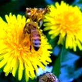 dandelion thought to be a weed is a very important medicinal herb