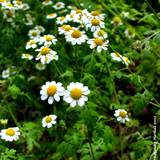 feverfew is a wonderful herb for headaches