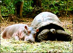best friends tortoise and rhino resting together