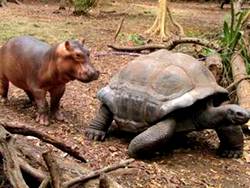 Best friends rhino following tortoise 