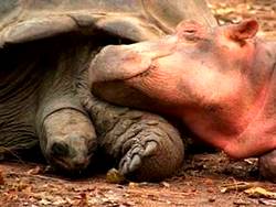 Best friends tortoise and rhino sleeping together