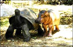 tortoise and rhino walking along close together