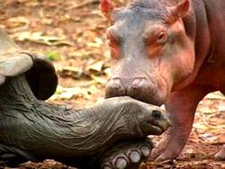 rhino givng tortoise a kiss