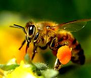  A honeybee gathering honey for the benefits of Apple Cider Vinegar Tonic 