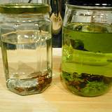 photo of 2 jars of homemade clove infusion