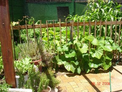 Our flourishing squashes