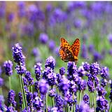 photo of a butterfly with herbal wisdom visiting a field of lavender