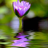 a singer lavender flower growing through a field of water