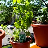photo of a potted lemon-balm plant sitting on a deck