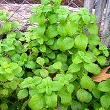 lemonmint for herb garden