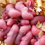 photo of a nest of baby mice