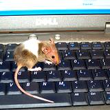 photo of a mouse walking across a computer keyboard