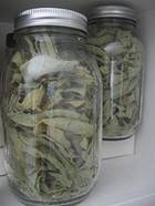 dried mullein leaves stored in canning jars