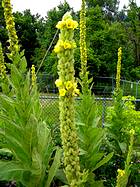 mullein plant growing in garden