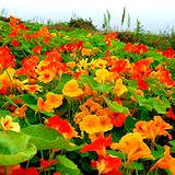 a photo of a field of edible nasturtium