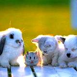 A strange group of baby animals, baby rabbit, mouse, kitten, and puppy showing natural flea pest control is for all baby animals